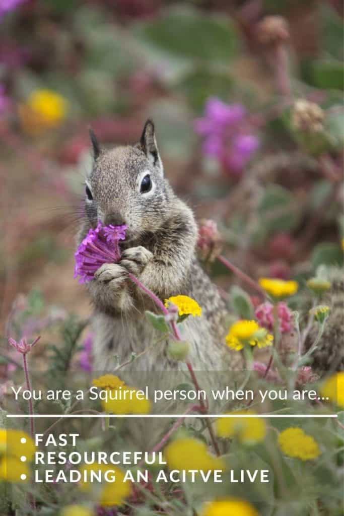 Squirrel power animal