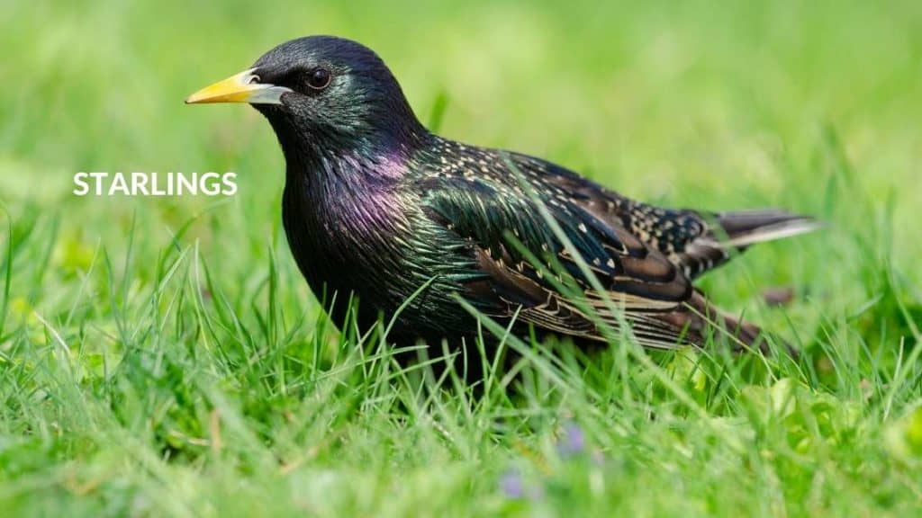 Starlings Blue Egg Layers: Meet the Birds with Vibrant Clutches