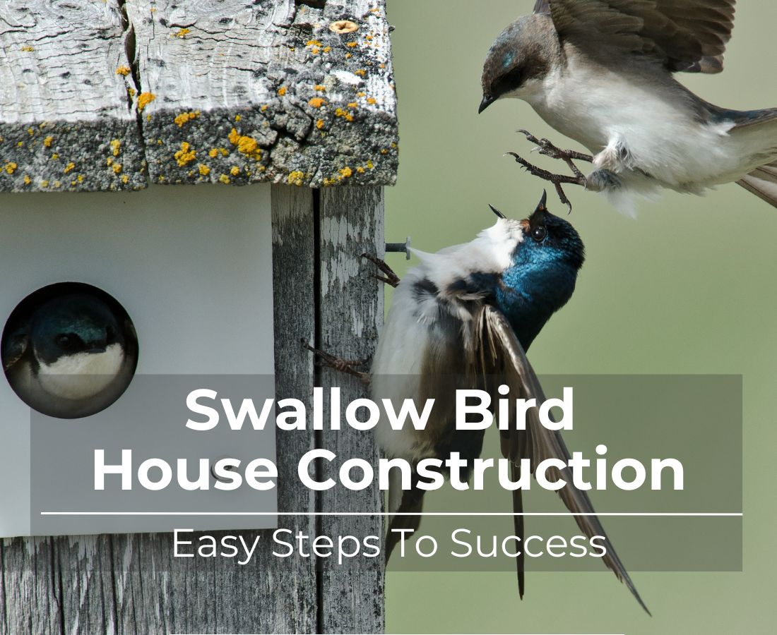 Swallow bird house constructionjpg