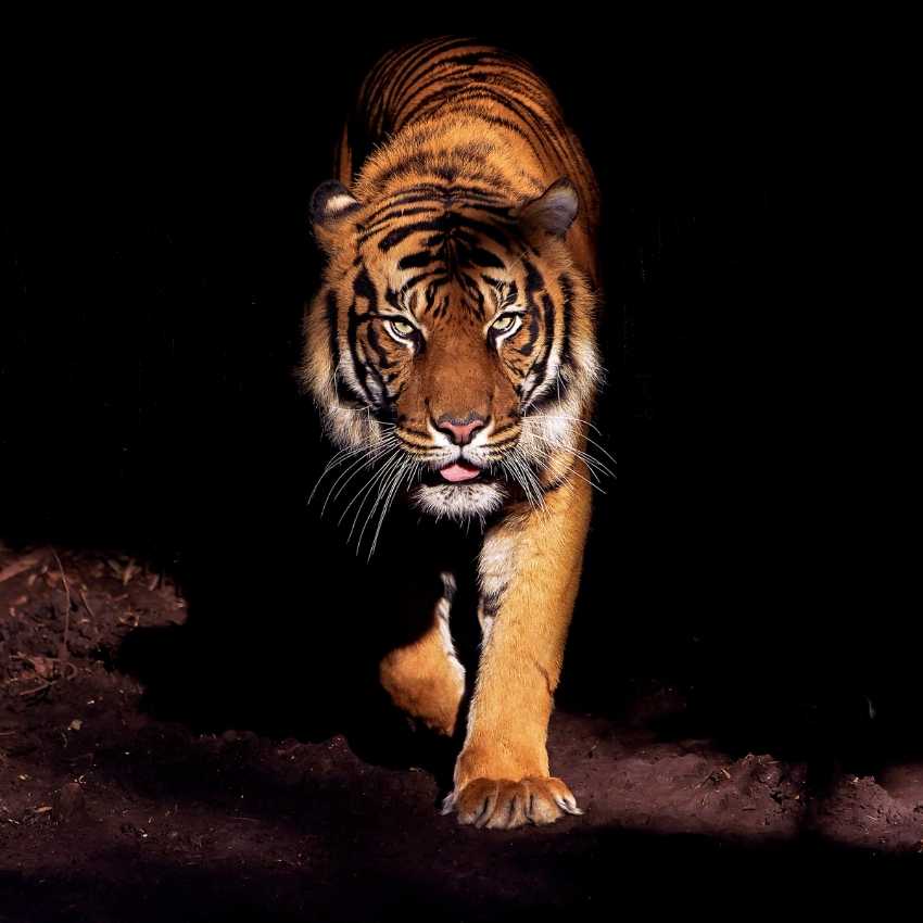 Tiger with fiery orange stripes representing primal fire energy