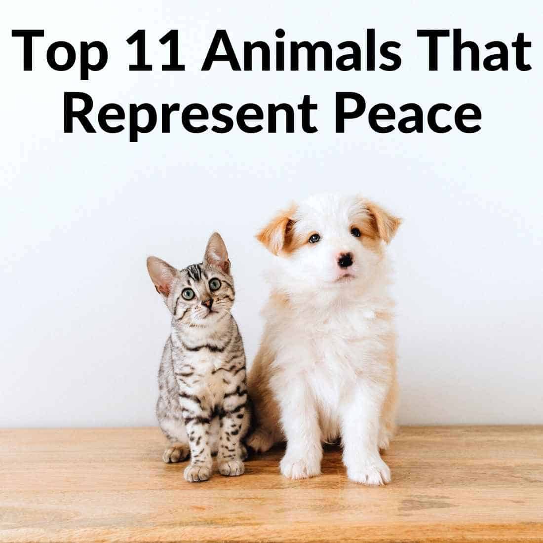 Animals That Represent Peace: Top 11 Gentle Creatures Symbols