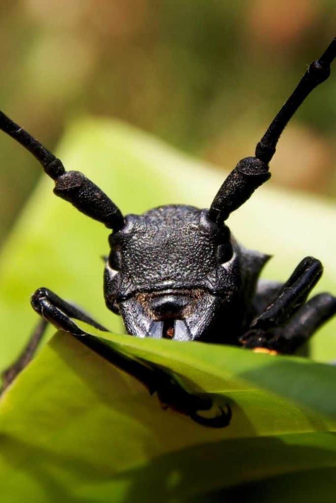 Totem animal beetle