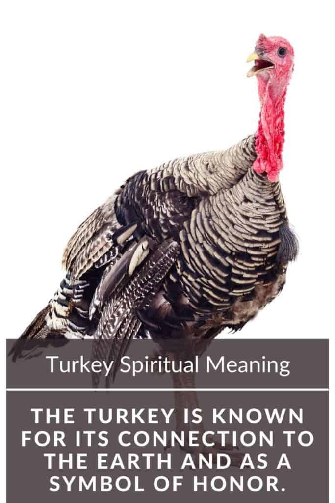 Turkey spiritual meaning