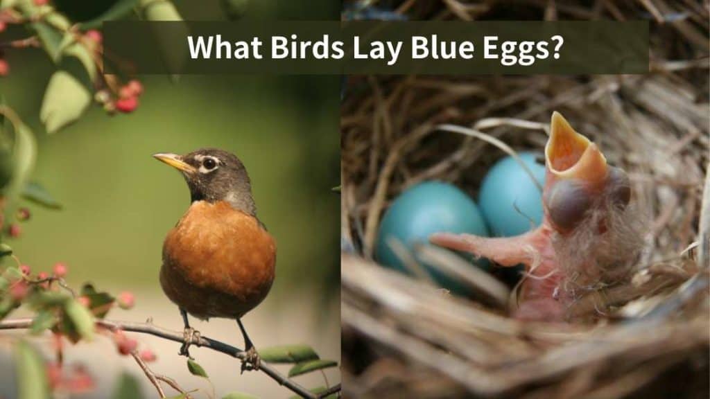 What Birds Lay Blue Eggs The Colorful Fascinating Secrets