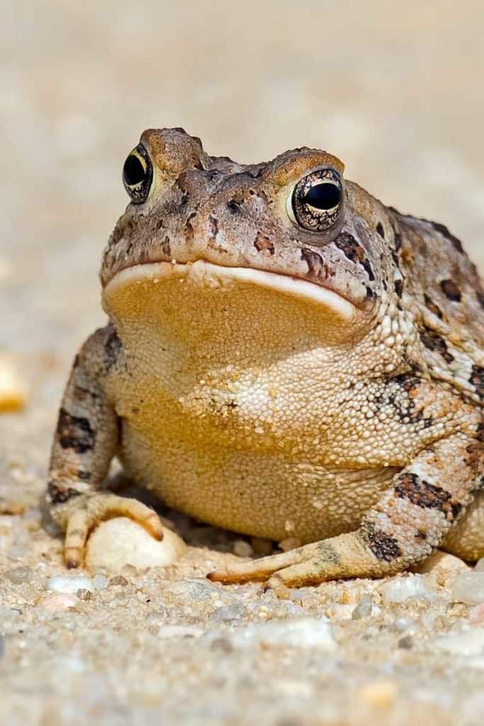 What do toads symbolize