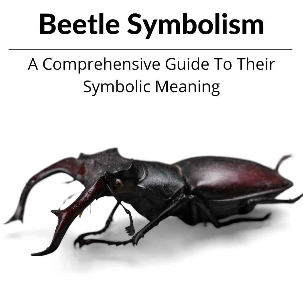 Beetle Symbolism - A Comprehensive Guide To Their Symbolic Meaning