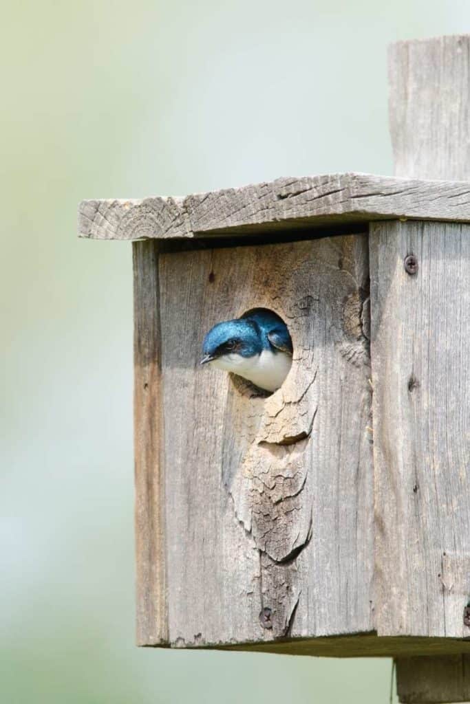 build tree swallow bird house