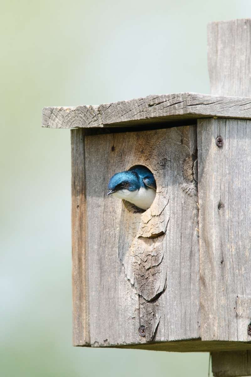 Swallow Bird House Construction Easy Steps To Success Swallow Bird House Construction Easy Steps To Success