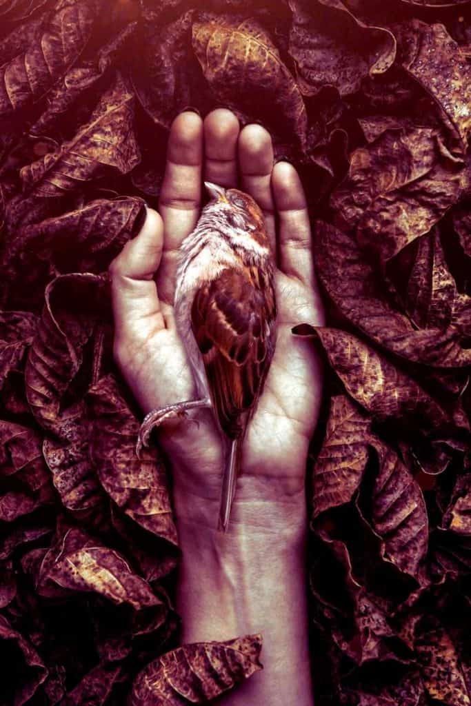 dead bird new beginning