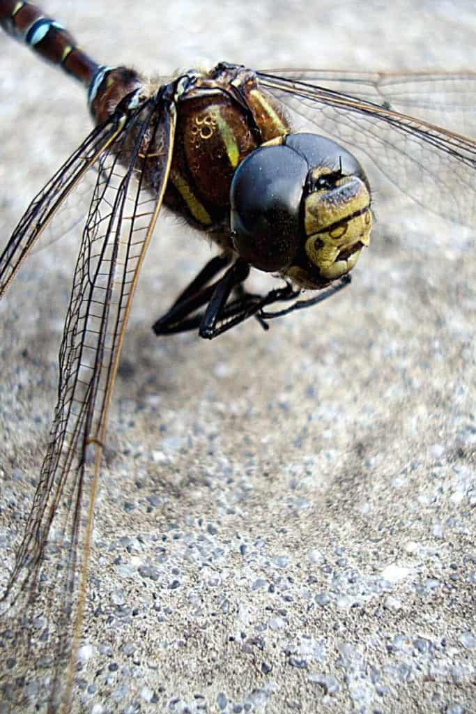 dead dragonfly in dreams