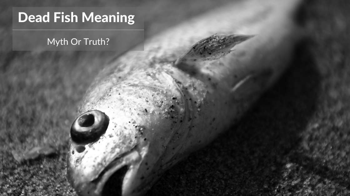 What Does a Dead Fish Symbolize Spiritually