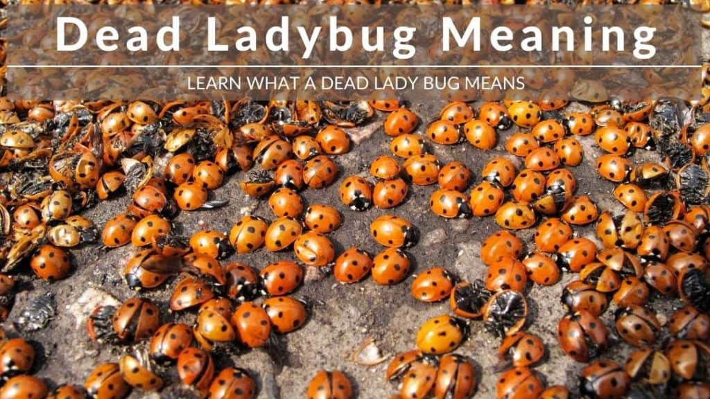 dead ladybug meaning