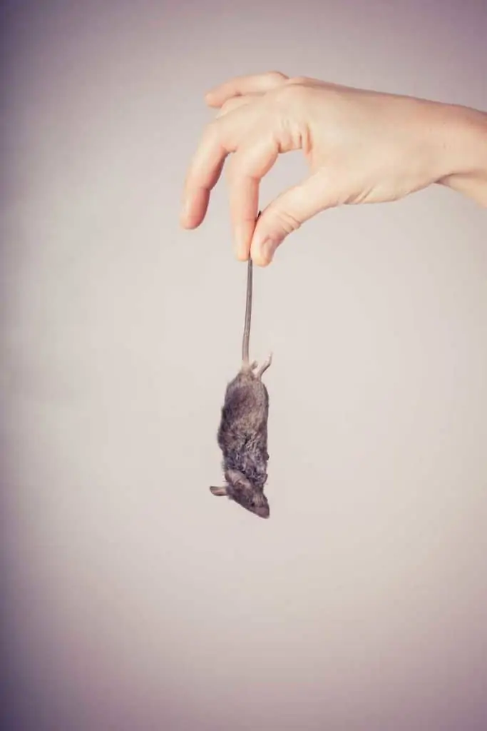 dead mouse