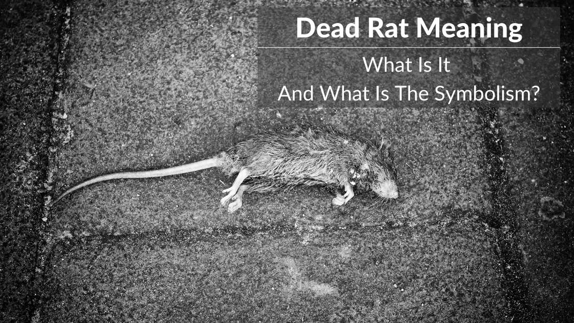 Dead Rat Meaning: What Is The Symbolism Behind It? Dead Rat Meaning: What Is The Symbolism Behind It?