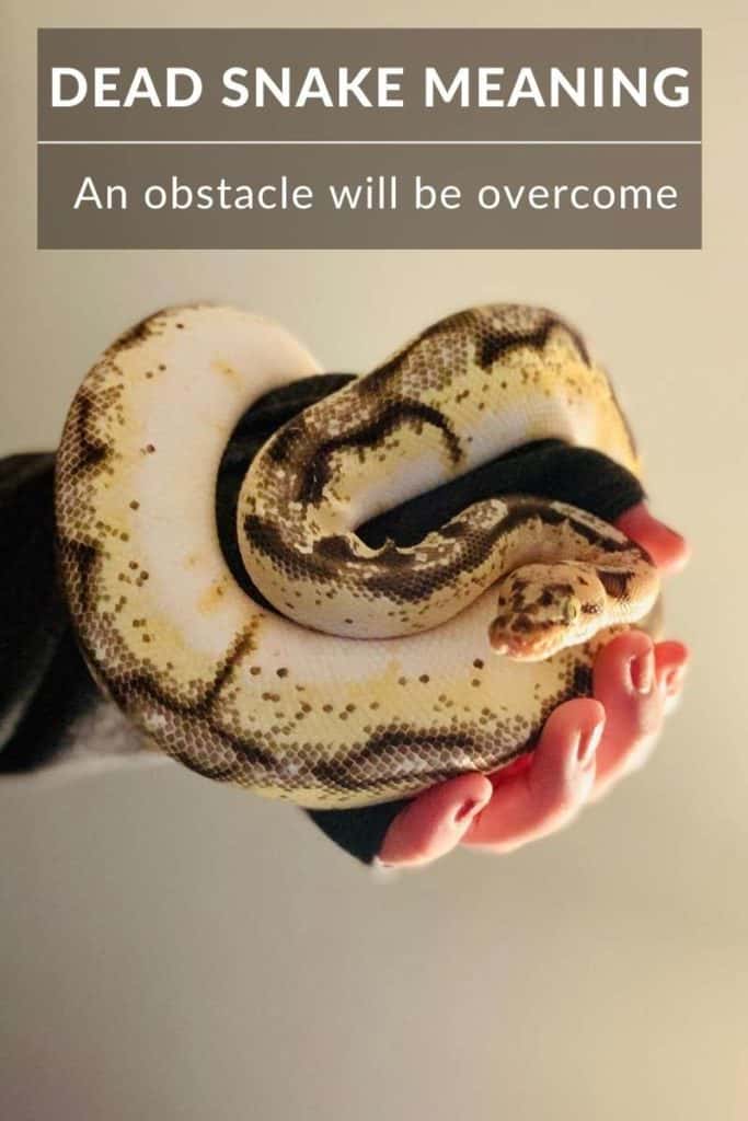 dead snake meaning obstacle will be overcome