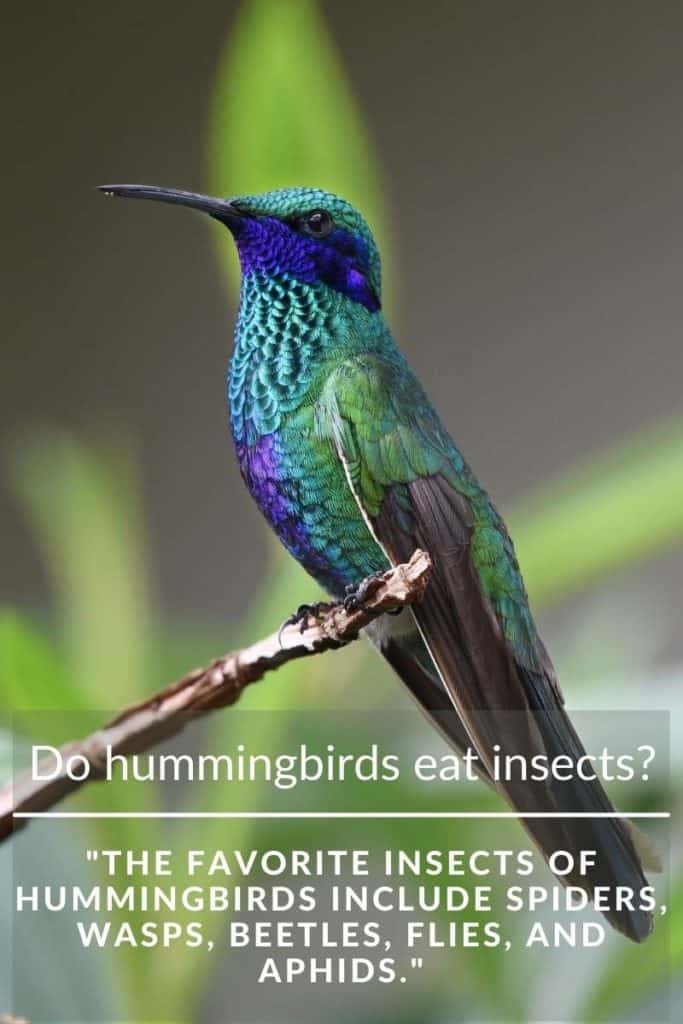 hummingbird eat insects