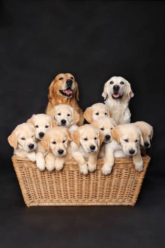 dog family