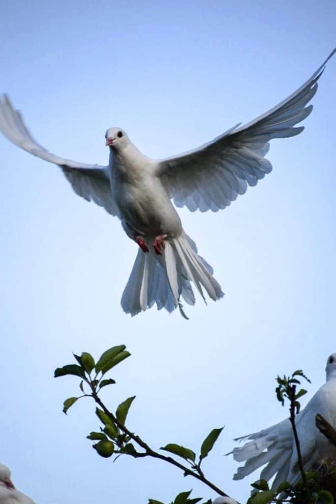 dove representing peace