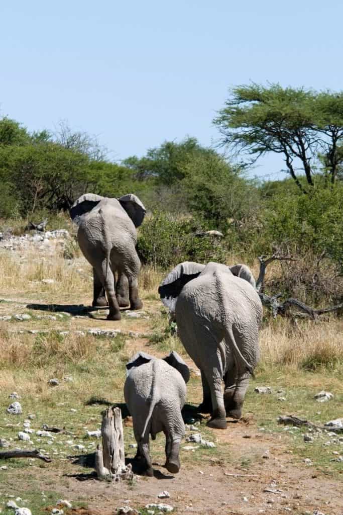 elephant family