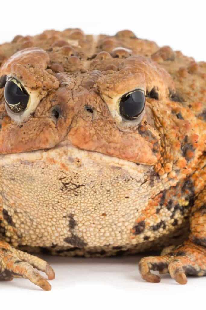 fat ugly toad