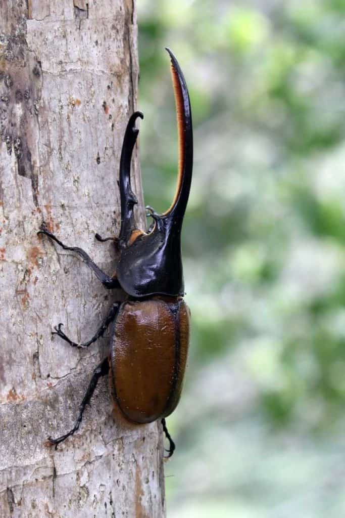 hercules beetle