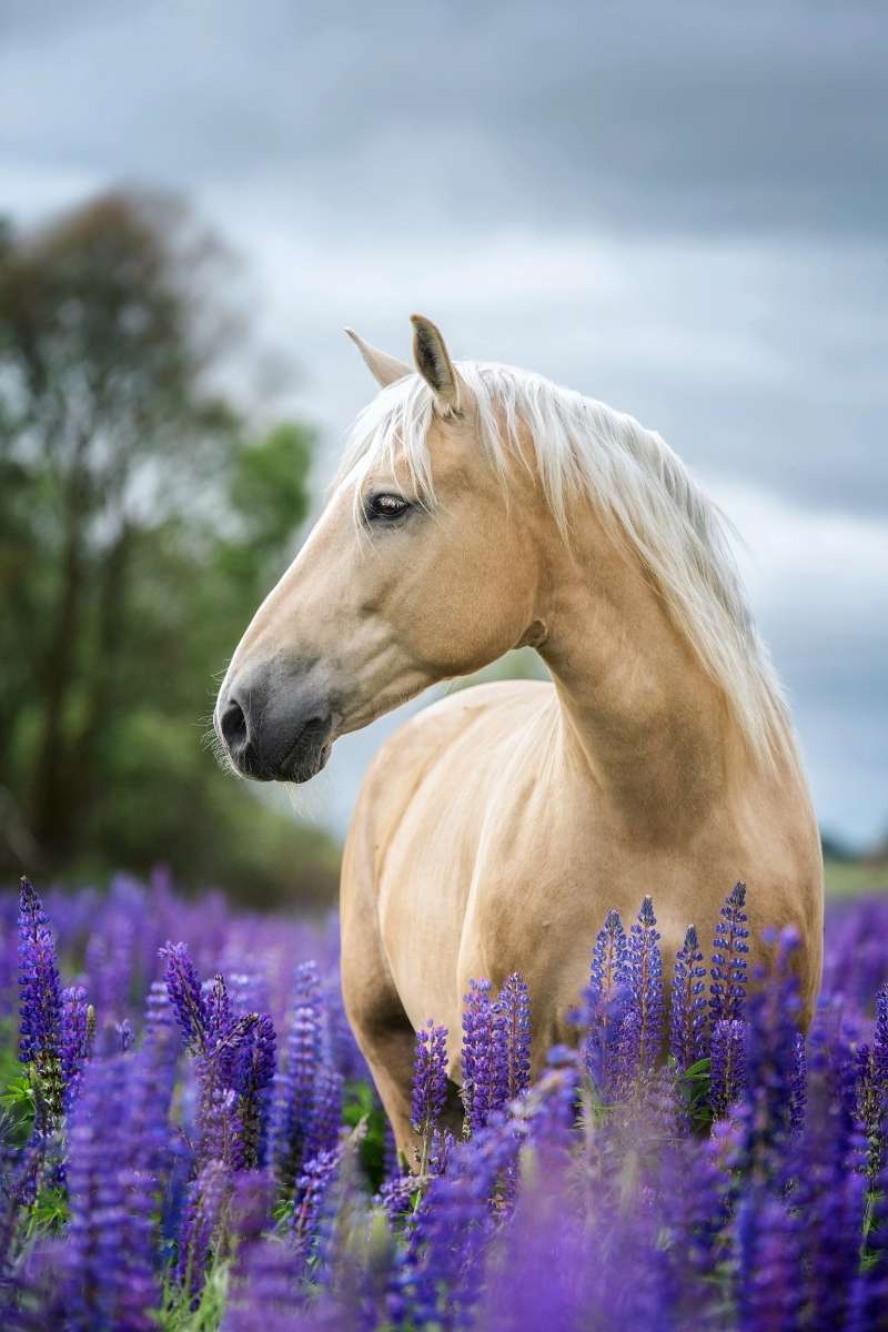 Animals That Represent Peace: Top 11 Gentle Creatures Symbols