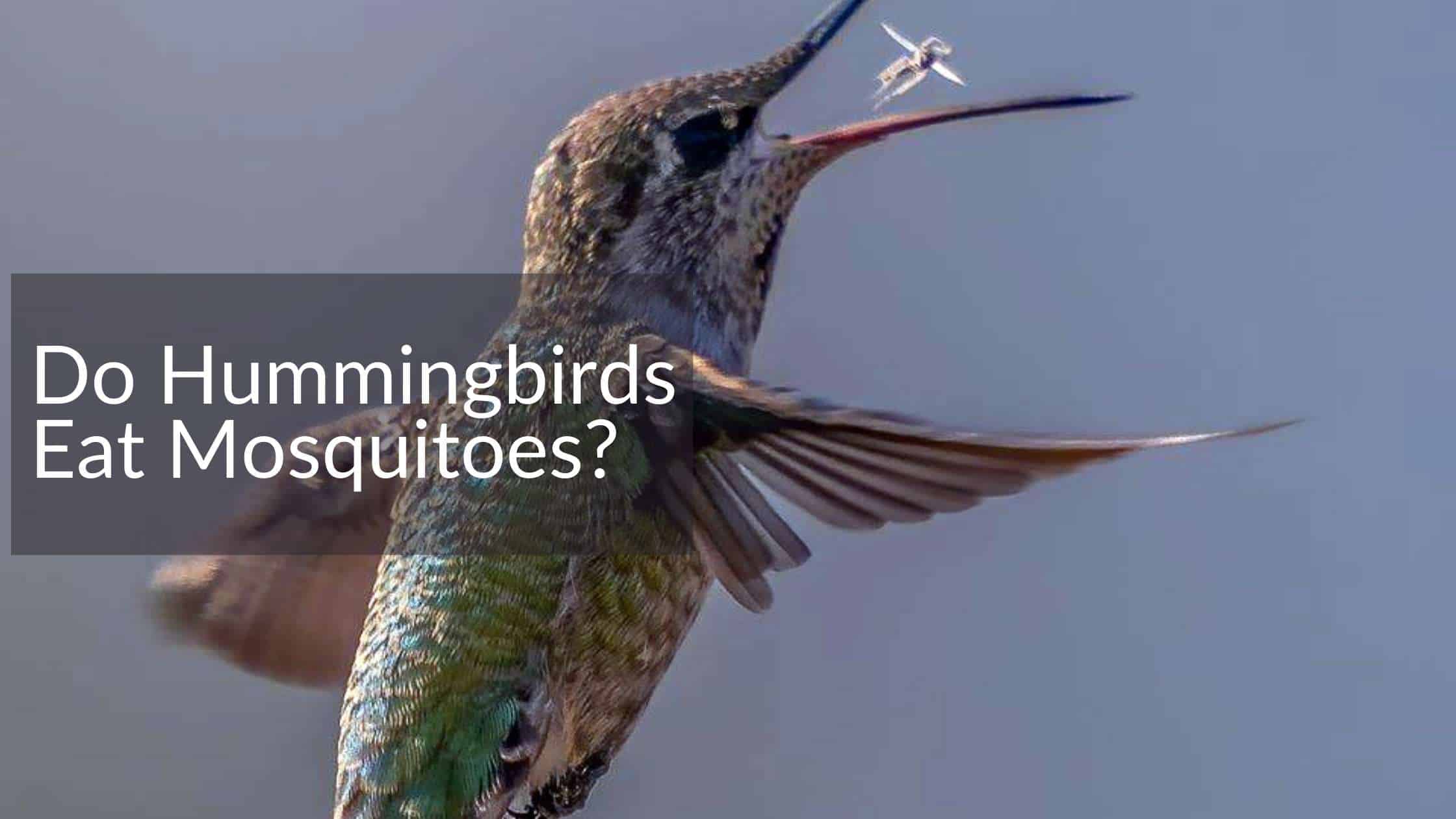 hummingbird eating mosquito