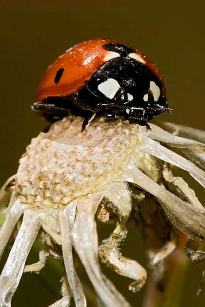 ladybug