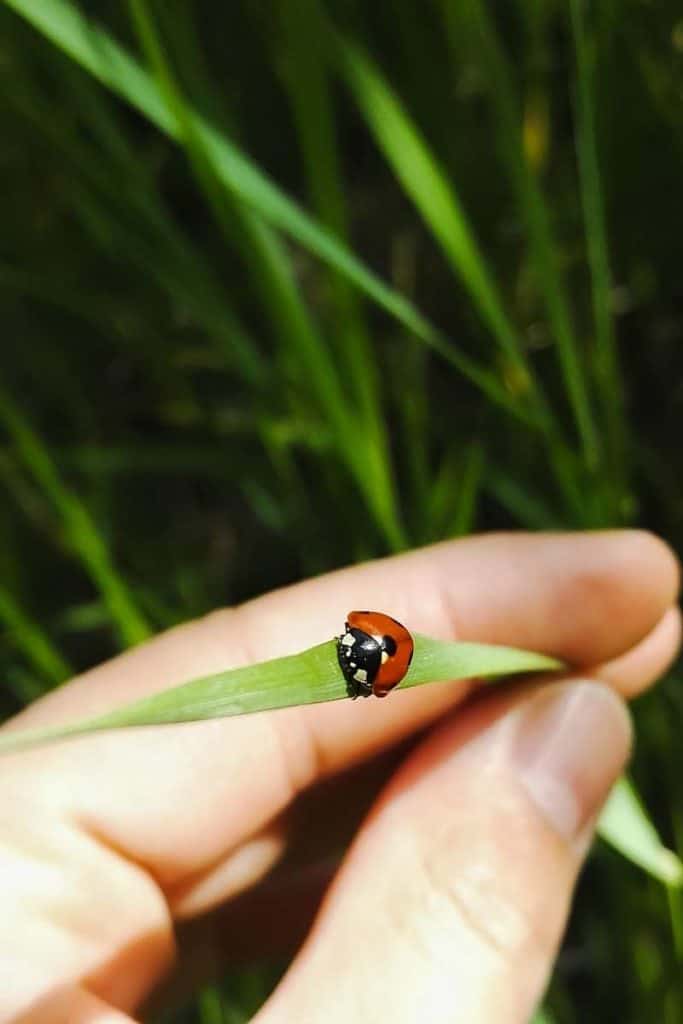 ladybug