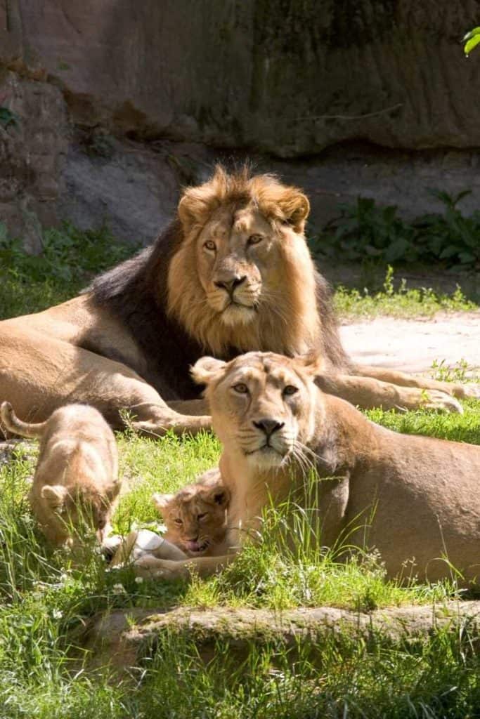 lion family