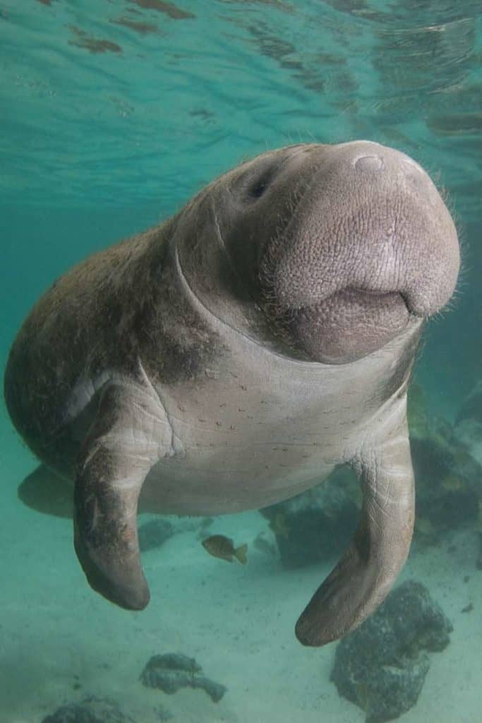 manatee 