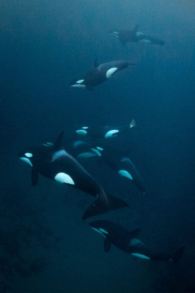 Orca family
