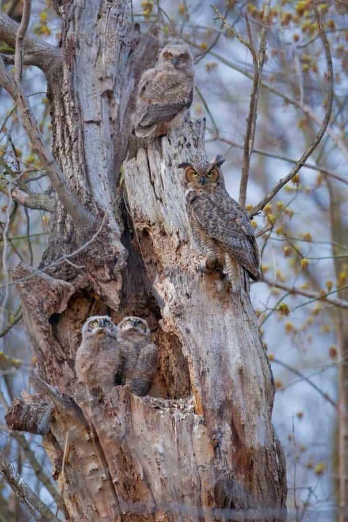 owl family