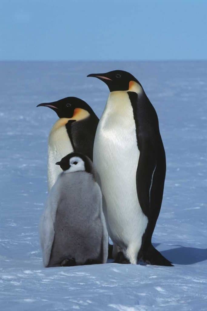 penguin family