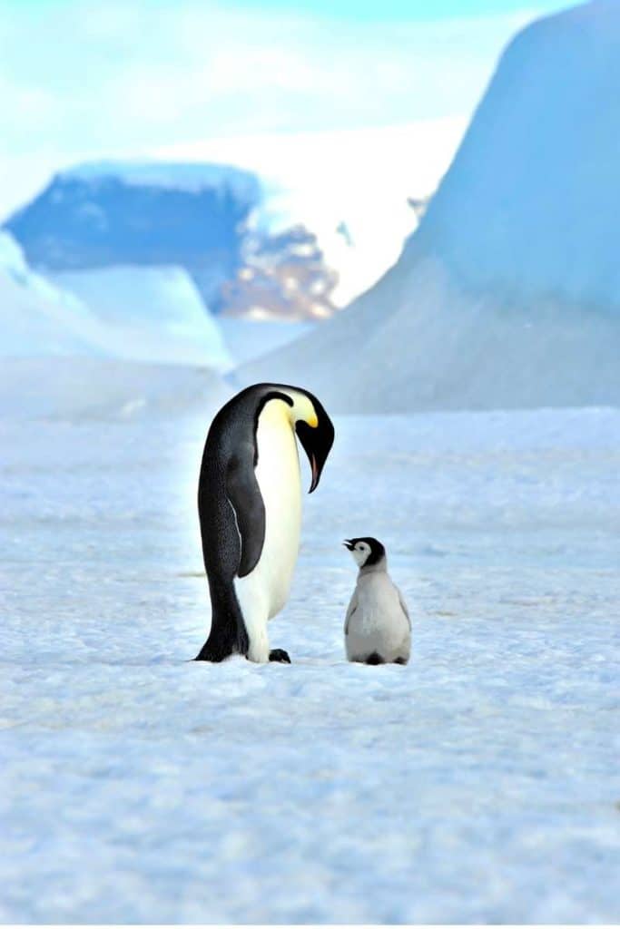 penguin symbolic meaning Bird Symbolism Uncovered: Unlock the Spiritual Meanings in Our Feathered Friends