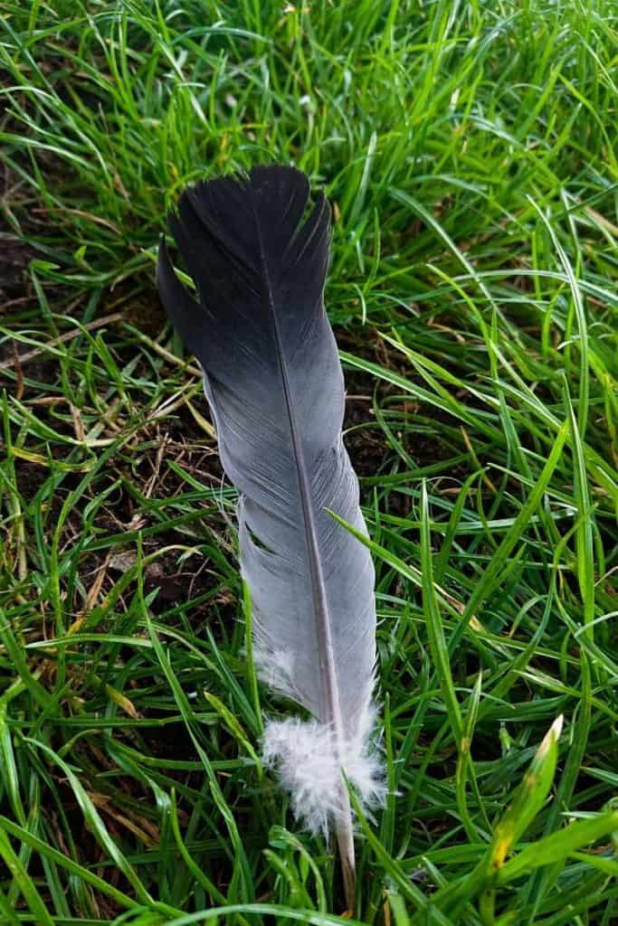 pigeon feather