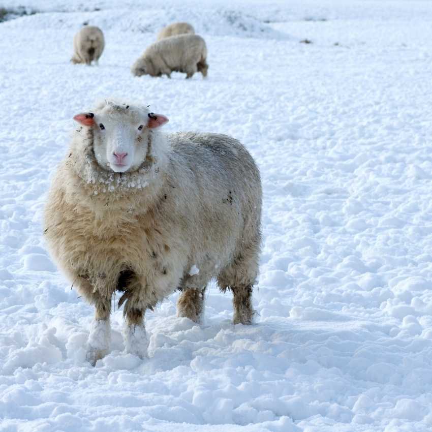 sheep winter