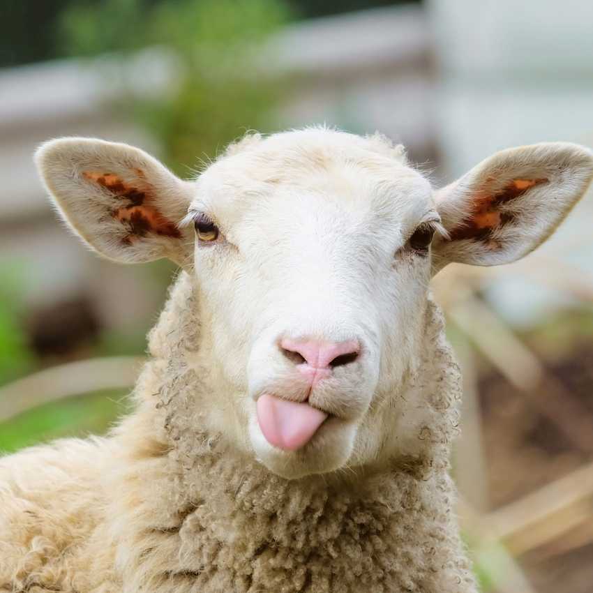 sheep spirit animal