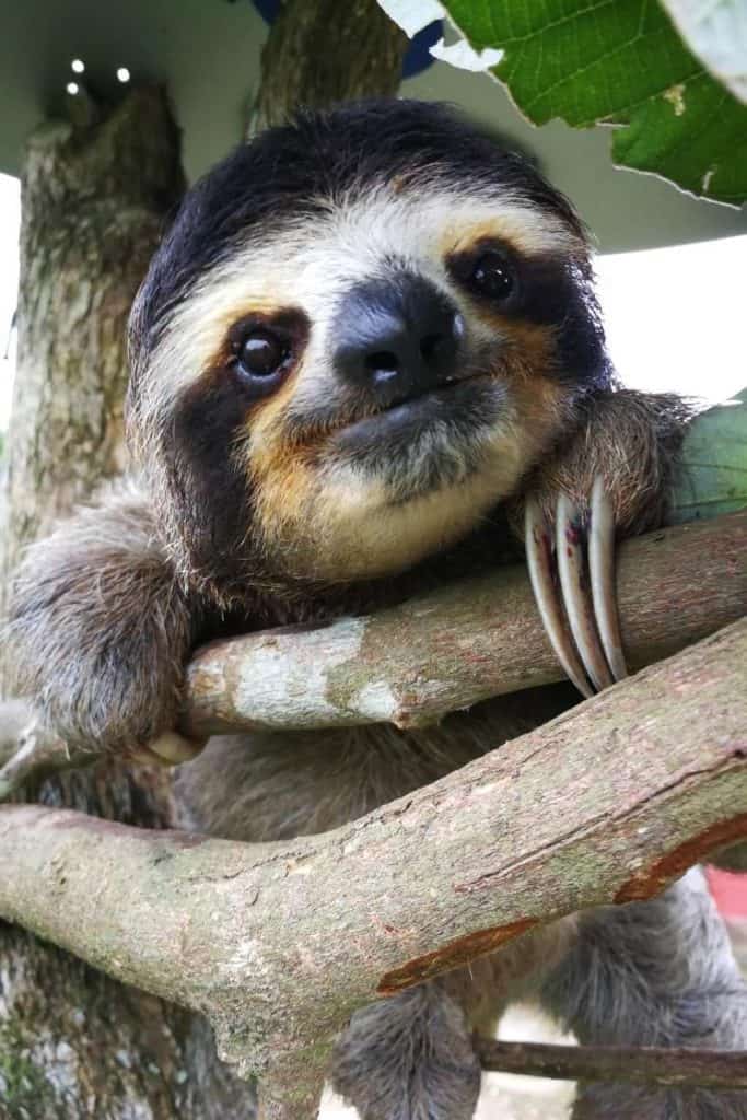 sloth