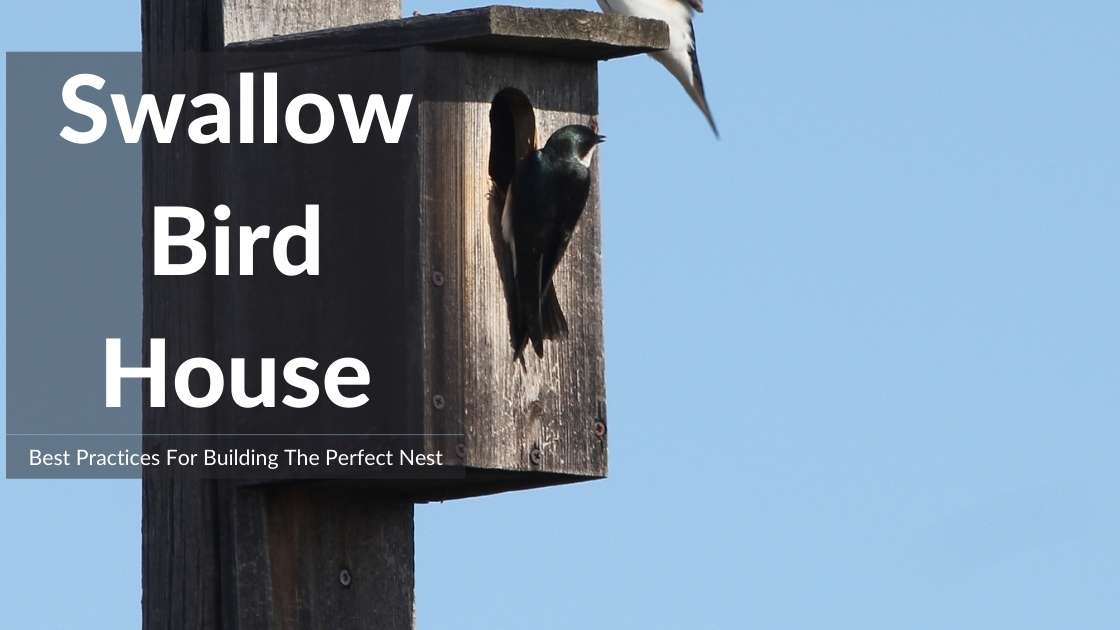 swallow bird house2 Swallow Bird House: Design and Build the Ultimate Nesting Haven