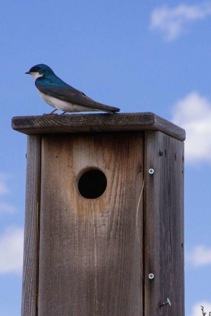 swallow on top of bird house