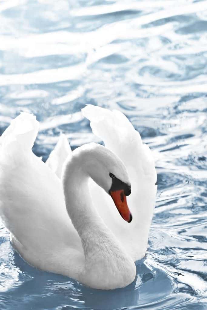 Animals That Represent Peace: Top 11 Gentle Creatures Symbols
