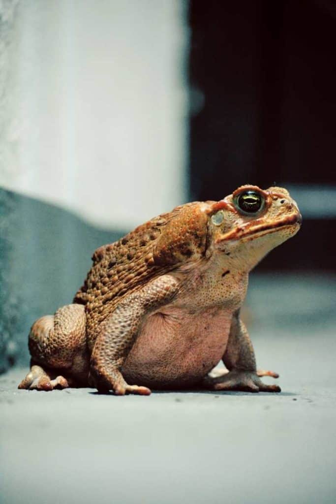 toad Christianity