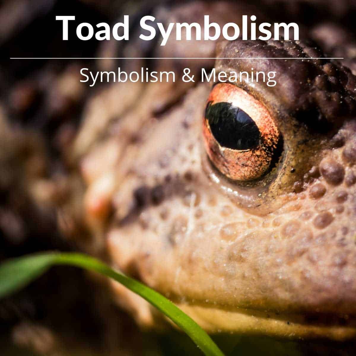 toad symbolism