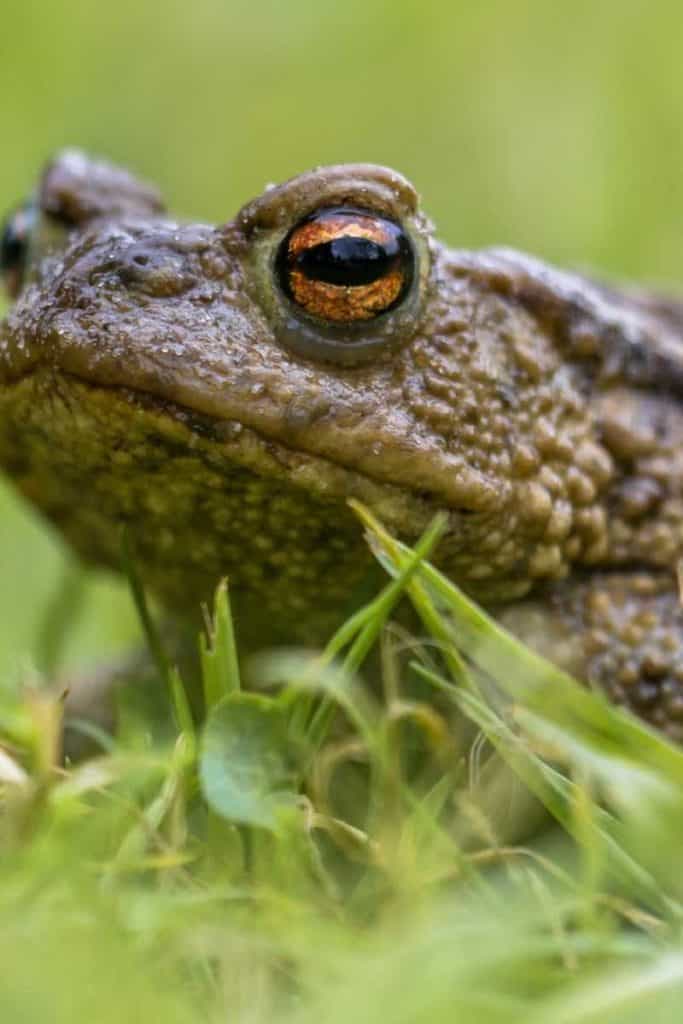 toad witchcraft