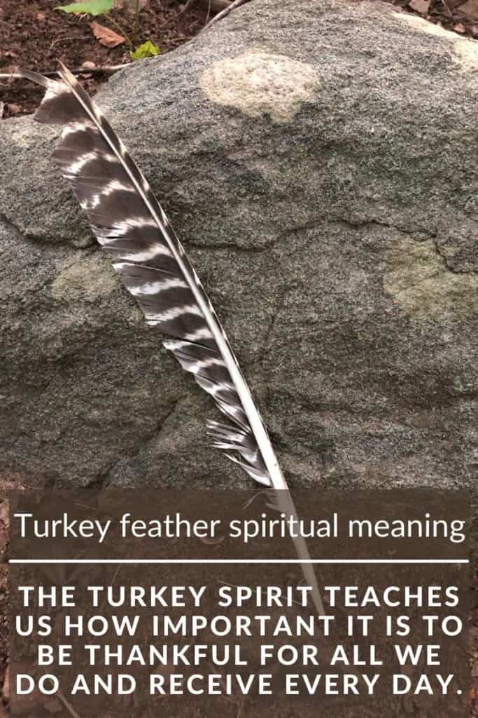 turkey feather 