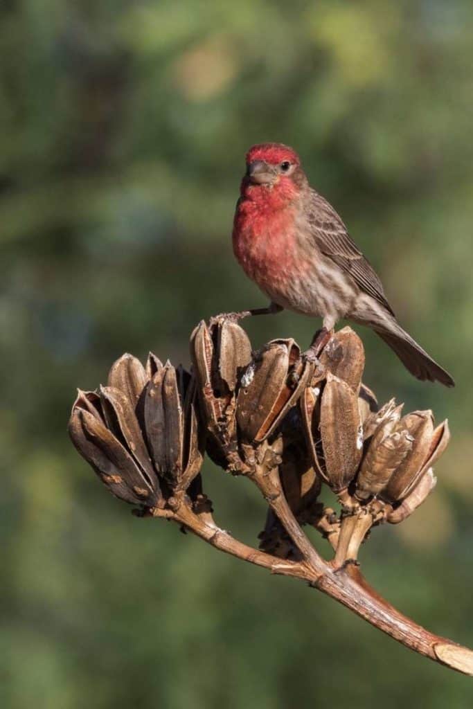 what do finches symbolize