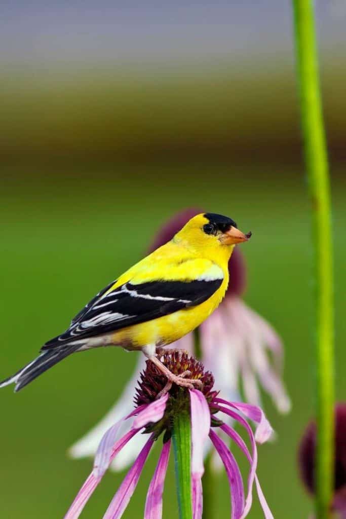 yellow finch meaning