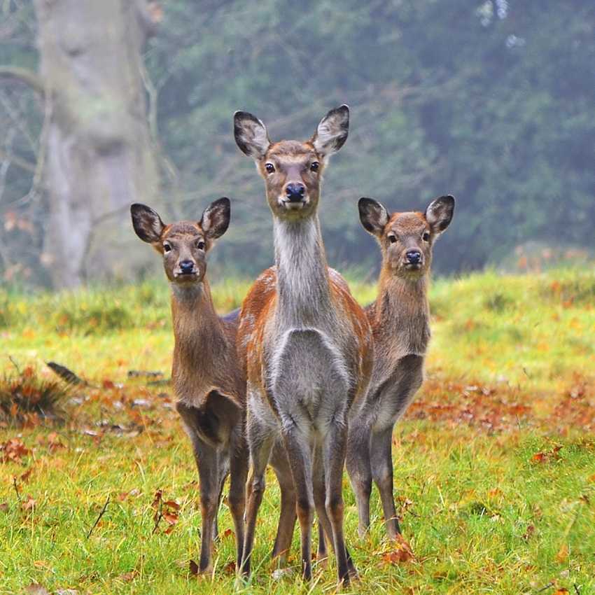 3deers animals that represent life