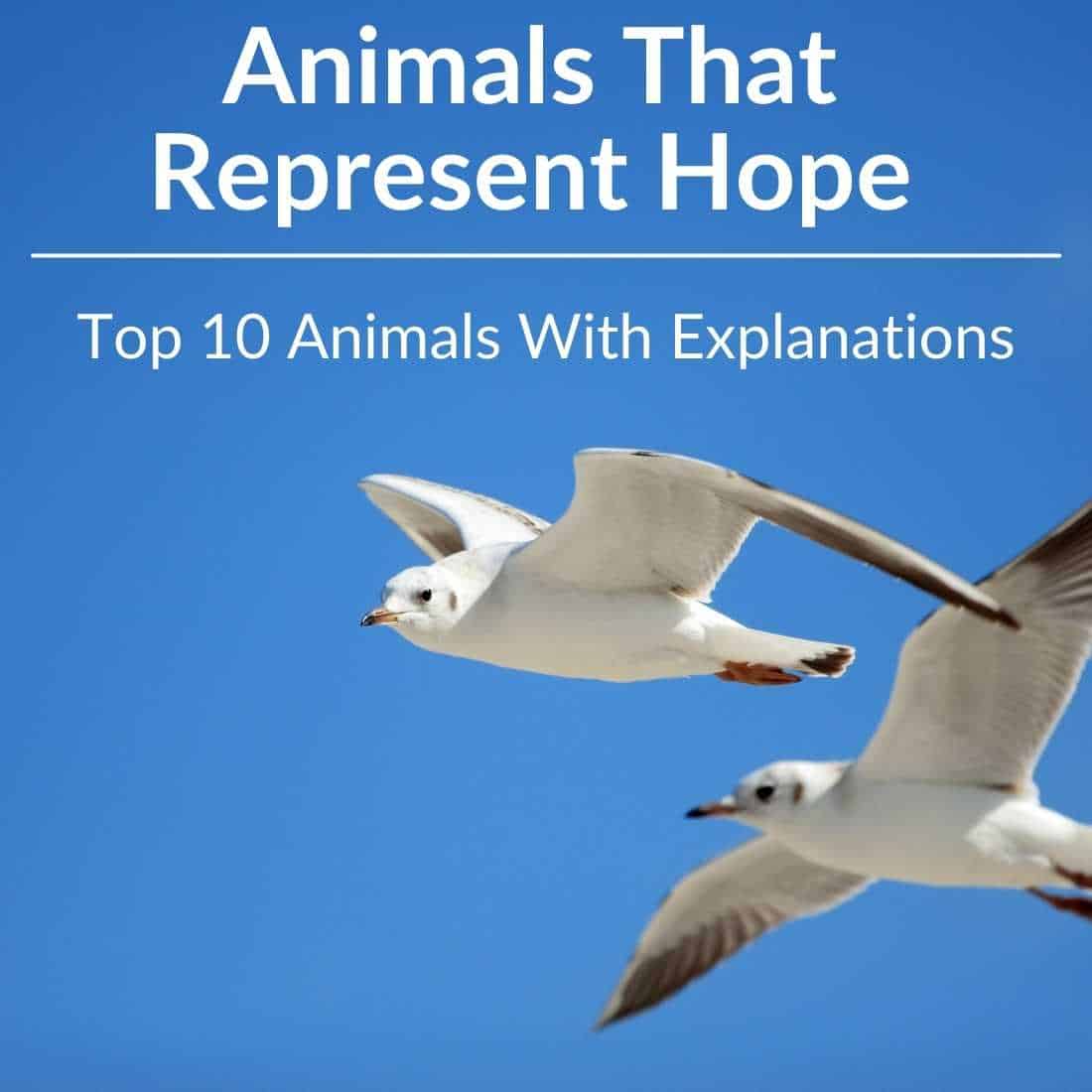 Animals That Represents Hope